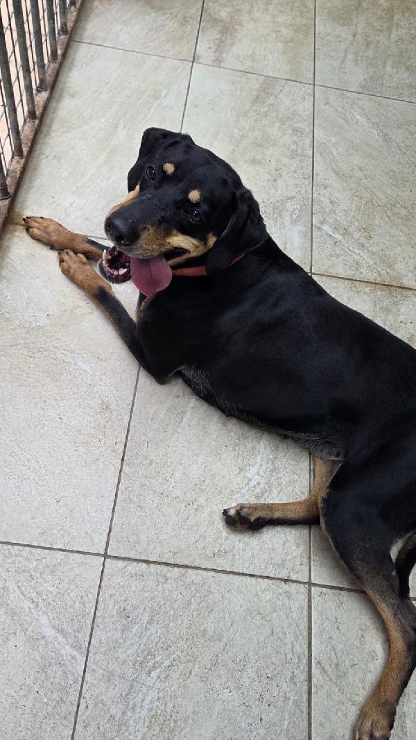 Skylar, una bellissima simil segugia Foto 3